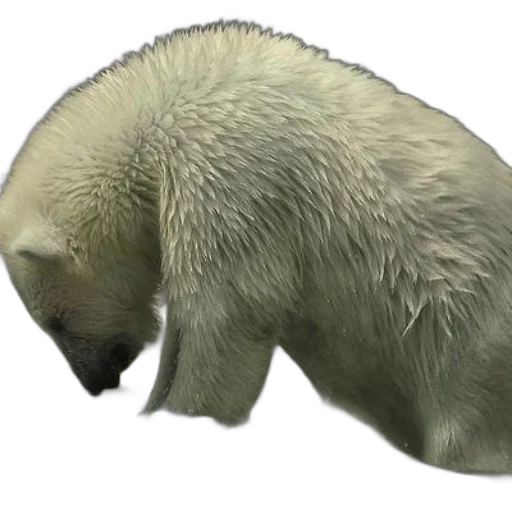 animal, creature, staff, face transparent PNG cut-out