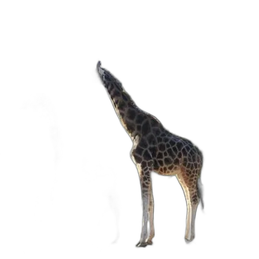 animal, creature, staff, crown transparent PNG cut-out