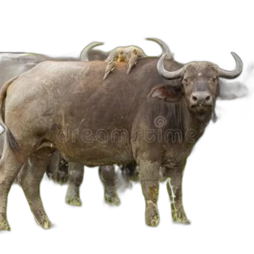 animal, creature, jewelry, weapon transparent PNG cut-out