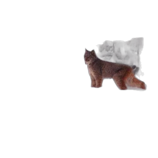 animal, creature, food, hat transparent PNG cut-out