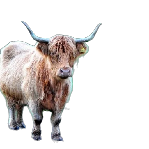 animal, creature, hair, face transparent PNG cut-out