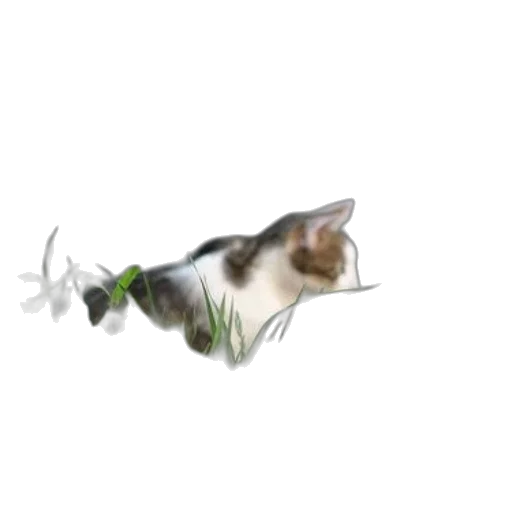flower, animal, staff, creature transparent PNG cut-out