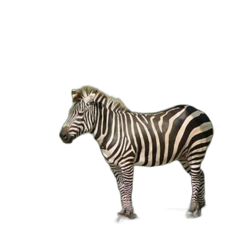 animal, creature, furniture, staff transparent PNG cut-out