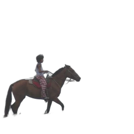 animal, robot, dress, creature transparent PNG cut-out