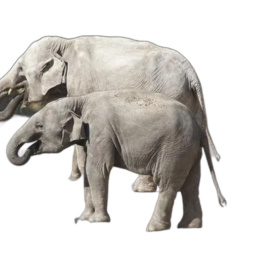 animal, creature, concept art, photorealistic transparent PNG cut-out