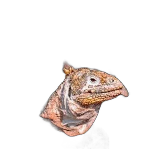 dragon, animal, creature, jewelry transparent PNG cut-out