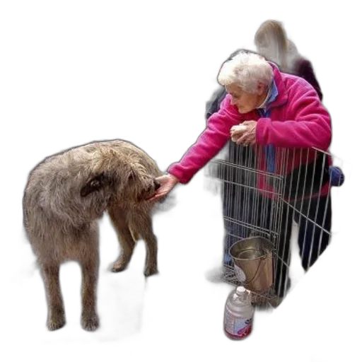 animal, creature, photorealistic, elderly transparent PNG cut-out