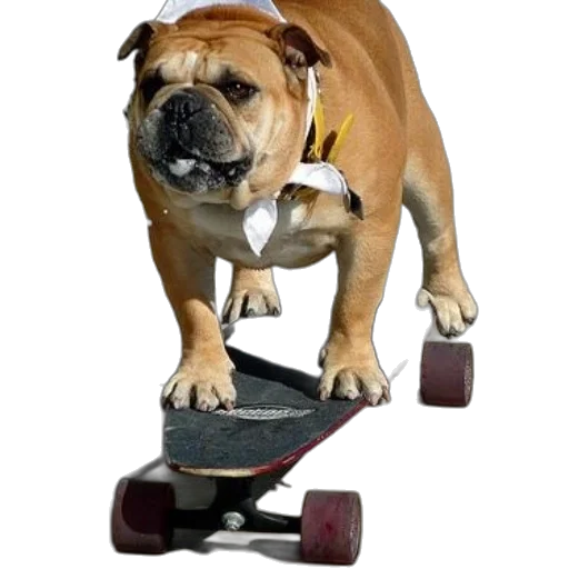 animal, photorealistic, bulldog, wearing transparent PNG cut-out