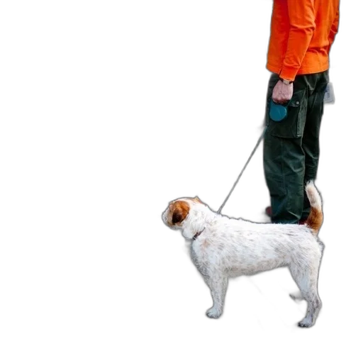staff, animal, jacket, umbrella transparent PNG cut-out