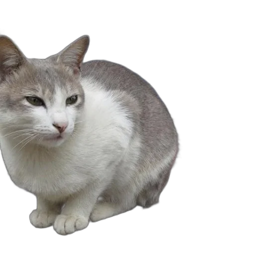 animal, creature, hat, face transparent PNG cut-out