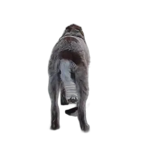 animal, creature, staff, robot transparent PNG cut-out