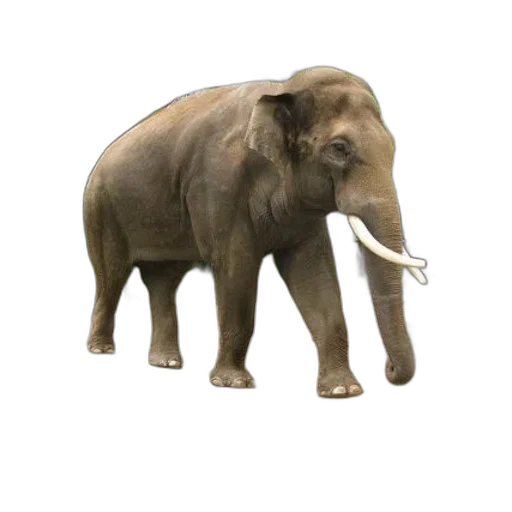 animal, staff, creature, weapon transparent PNG cut-out
