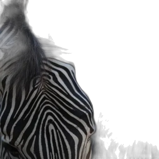 animal, hair, creature, jacket transparent PNG cut-out
