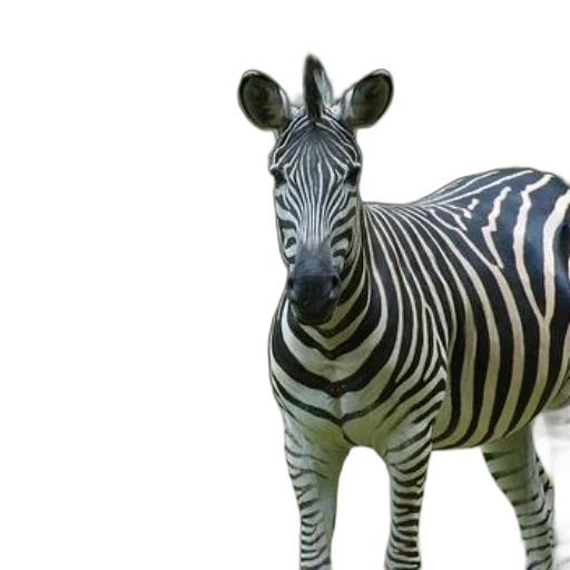 animal, creature, staff, face transparent PNG cut-out