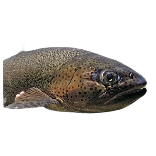 animal, creature, staff, hat transparent PNG cut-out