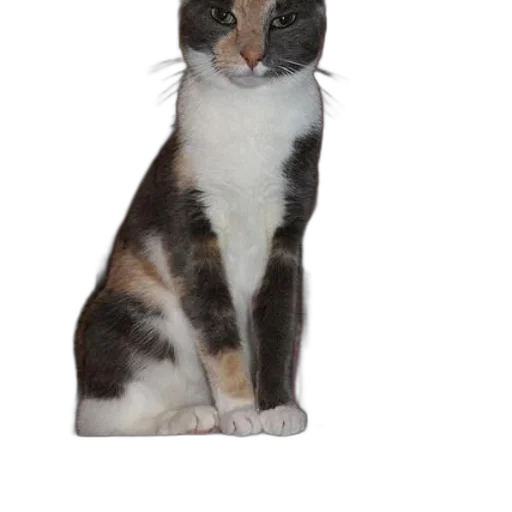 staff, animal, creature, hat transparent PNG cut-out