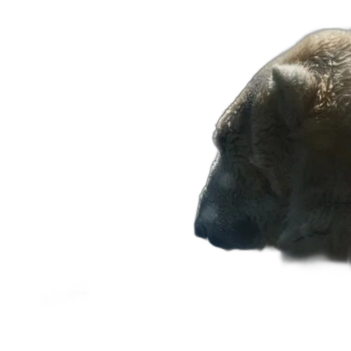 animal, creature, face, hat transparent PNG cut-out