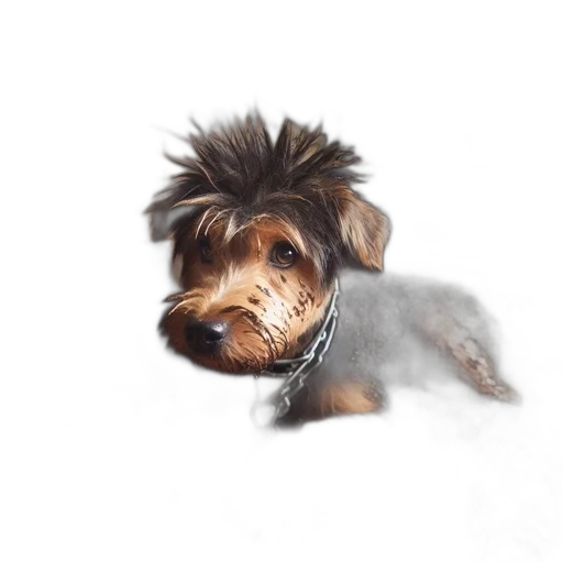 animal, creature, hair, staff transparent PNG cut-out