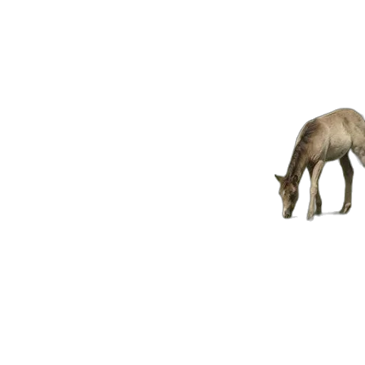 animal, creature, hair, hat transparent PNG cut-out