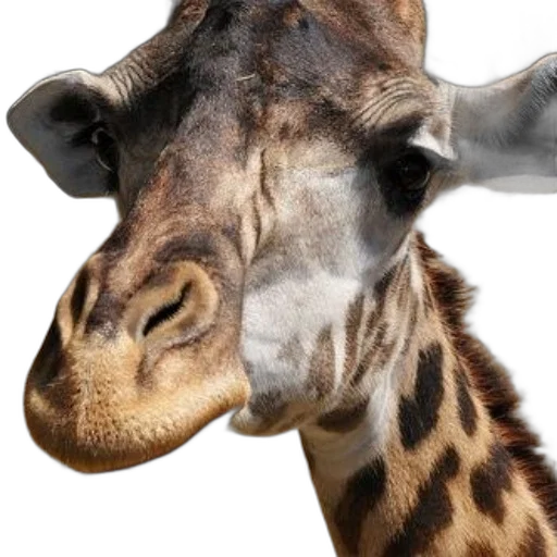animal, face, creature, staff transparent PNG cut-out