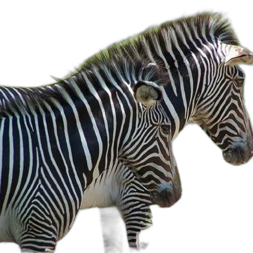 animal, creature, jewelry, staff transparent PNG cut-out