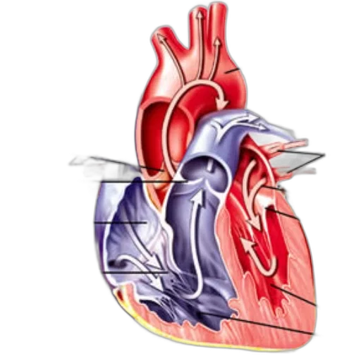 detailed, anatomical, diagram, mammalian transparent PNG cut-out