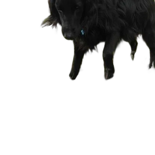 animal, creature, staff, dragon transparent PNG cut-out