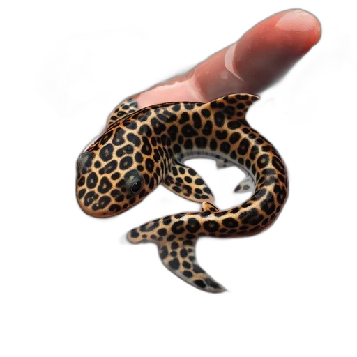jewelry, animal, staff, creature transparent PNG cut-out
