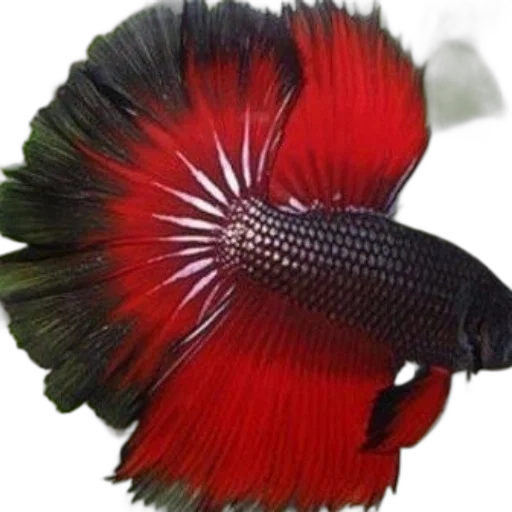 animal, creature, hat, staff transparent PNG cut-out