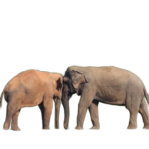 animal, photorealistic, 3d render, concept art transparent PNG cut-out