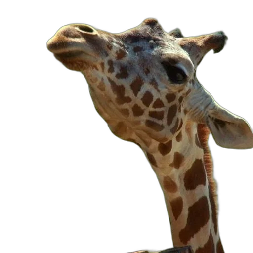 animal, creature, face, staff transparent PNG cut-out