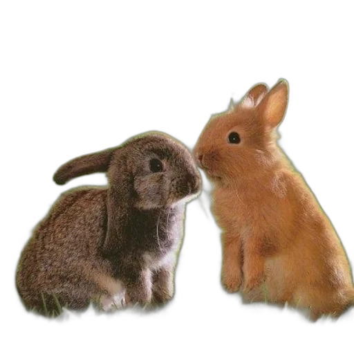 animal, food, photorealistic, book transparent PNG cut-out