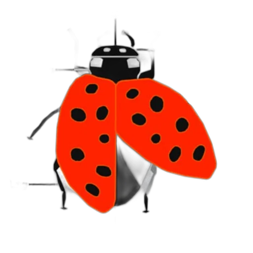 jacket, animal, umbrella, jewelry transparent PNG cut-out