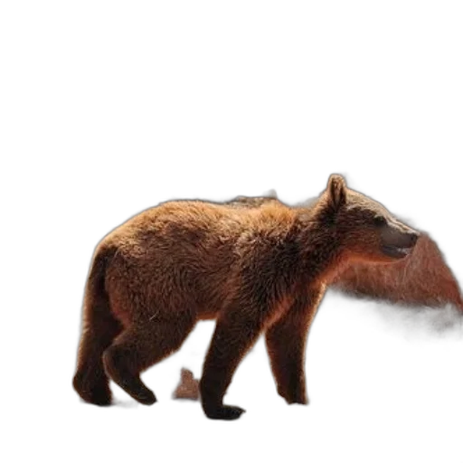 animal, creature, hair, staff transparent PNG cut-out