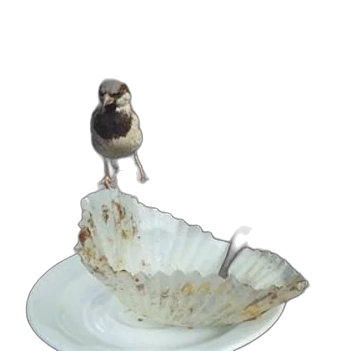 food, animal, hat, shoes transparent PNG cut-out