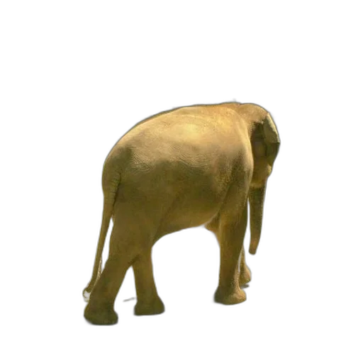 animal, creature, staff, weapon transparent PNG cut-out