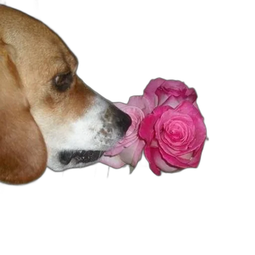 flower, animal, staff, weapon transparent PNG cut-out