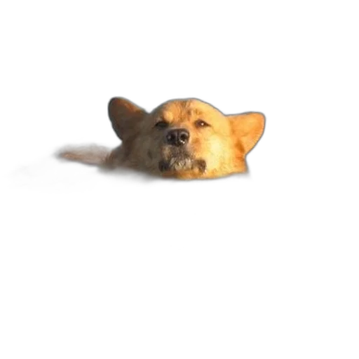 animal, creature, face, staff transparent PNG cut-out