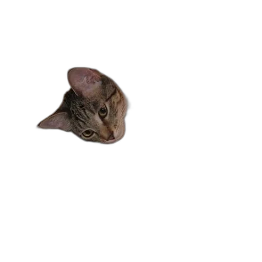 animal, creature, staff, hat transparent PNG cut-out