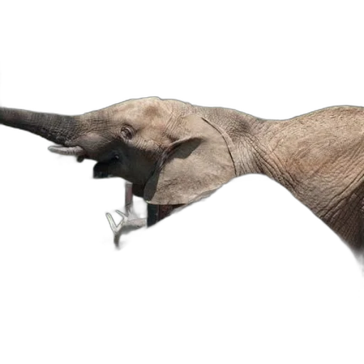 animal, creature, staff, umbrella transparent PNG cut-out