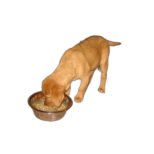 food, animal, creature, shoes transparent PNG cut-out