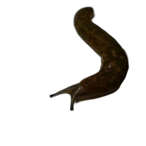 staff, animal, food, weapon transparent PNG cut-out