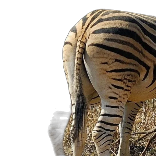 animal, creature, hat, mask transparent PNG cut-out