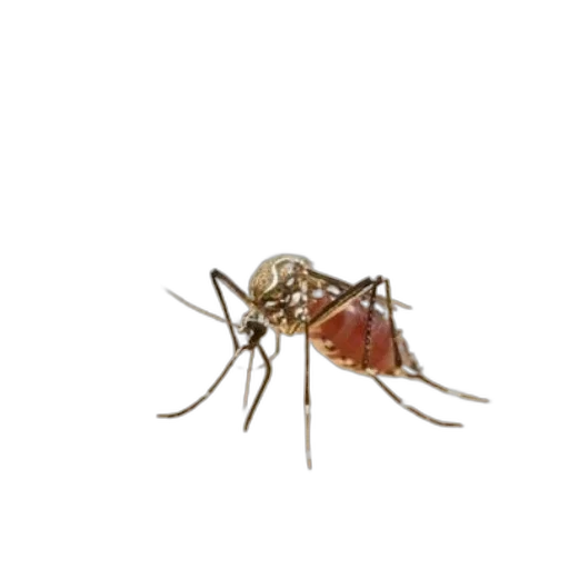 animal, creature, weapon, jacket transparent PNG cut-out