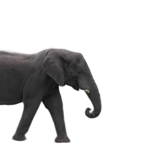 animal, creature, 3d render, concept art transparent PNG cut-out
