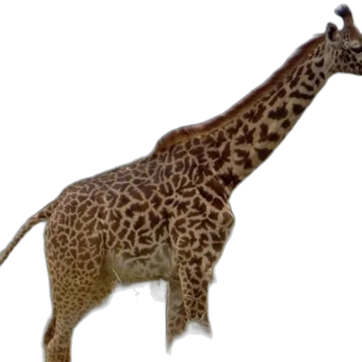 animal, creature, staff, jewelry transparent PNG cut-out