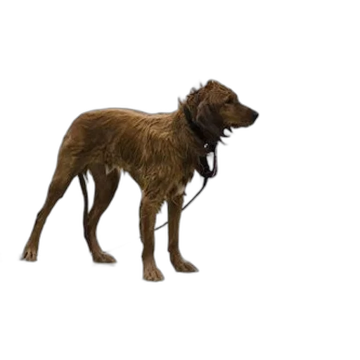 animal, staff, creature, weapon transparent PNG cut-out