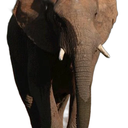 animal, staff, creature, mask transparent PNG cut-out