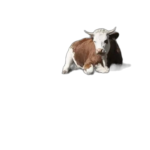 animal, food, creature, hat transparent PNG cut-out