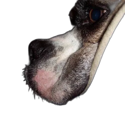 animal, face, hat, mask transparent PNG cut-out